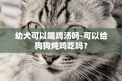 幼犬可以喝雞湯嗎-可以給狗狗燉雞吃嗎？