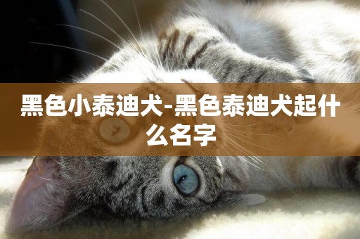 黑色小泰迪犬-黑色泰迪犬起什么名字