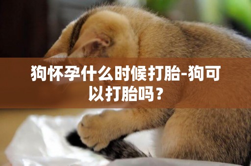 狗懷孕什么時候打胎-狗可以打胎嗎？