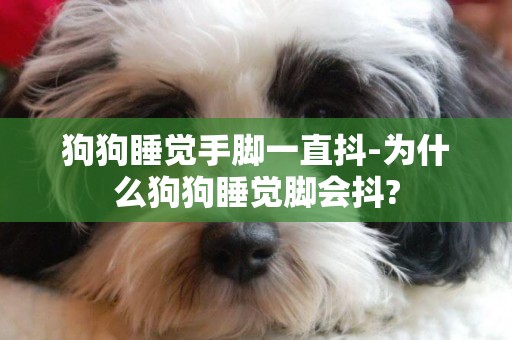 狗狗睡覺手腳一直抖-為什么狗狗睡覺腳會抖?