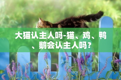 大貓認主人嗎-貓、雞、鴨、鵝會認主人嗎？