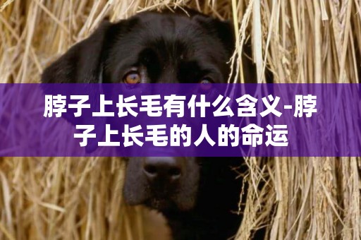 脖子上長毛有什么含義-脖子上長毛的人的命運