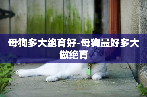母狗多大絕育好-母狗最好多大做絕育