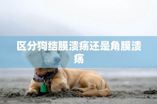 區分狗結膜潰瘍還是角膜潰瘍