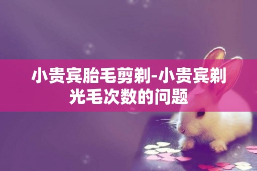 小貴賓胎毛剪剃-小貴賓剃光毛次數的問題