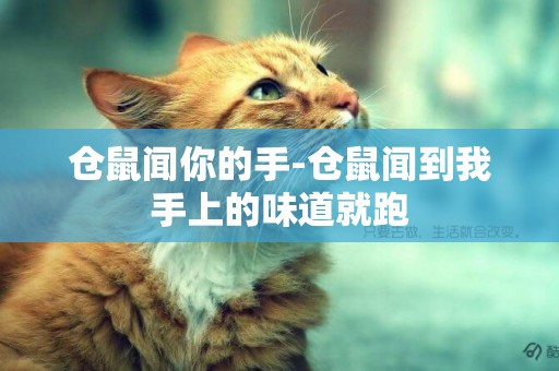倉鼠聞你的手-倉鼠聞到我手上的味道就跑