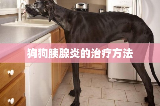 狗狗胰腺炎的治療方法