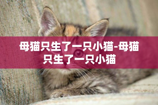 母貓只生了一只小貓-母貓只生了一只小貓