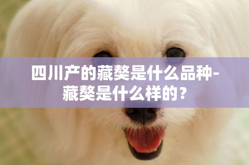四川產的藏獒是什么品種-藏獒是什么樣的？