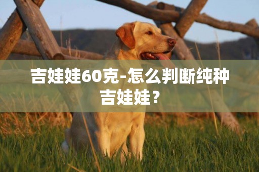 吉娃娃60克-怎么判斷純種吉娃娃？