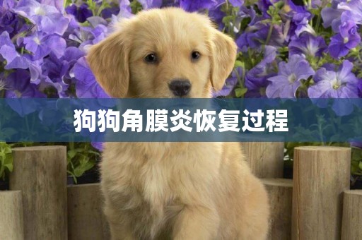 狗狗角膜炎恢復過程