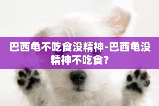 巴西龜不吃食沒精神-巴西龜沒精神不吃食？