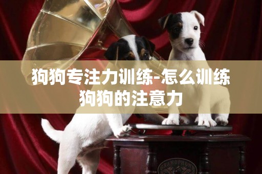 狗狗專注力訓練-怎么訓練狗狗的注意力