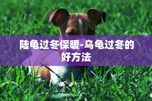 陸龜過冬保暖-烏龜過冬的好方法