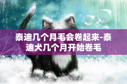 泰迪幾個月毛會卷起來-泰迪犬幾個月開始卷毛