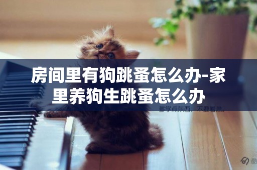 房間里有狗跳蚤怎么辦-家里養狗生跳蚤怎么辦