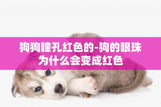 狗狗瞳孔紅色的-狗的眼珠為什么會變成紅色
