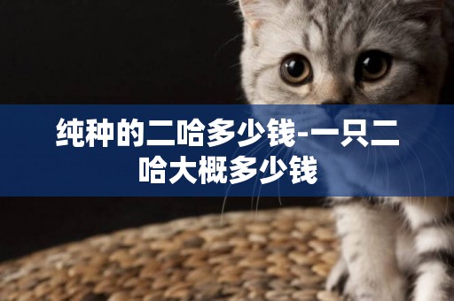 純種的二哈多少錢-一只二哈大概多少錢