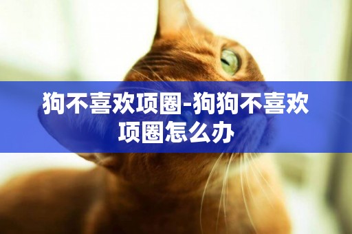 狗不喜歡項圈-狗狗不喜歡項圈怎么辦