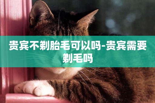 貴賓不剃胎毛可以嗎-貴賓需要剃毛嗎