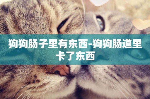 狗狗腸子里有東西-狗狗腸道里卡了東西