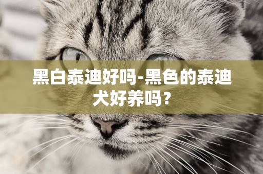 黑白泰迪好嗎-黑色的泰迪犬好養嗎？