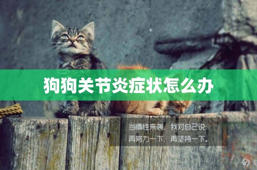狗狗關節炎癥狀怎么辦