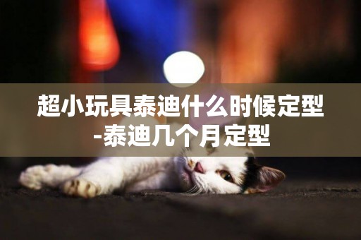 超小玩具泰迪什么時候定型-泰迪幾個月定型