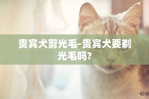 貴賓犬剪光毛-貴賓犬要剃光毛嗎?