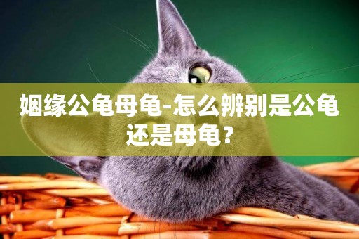 姻緣公龜母龜-怎么辨別是公龜還是母龜？