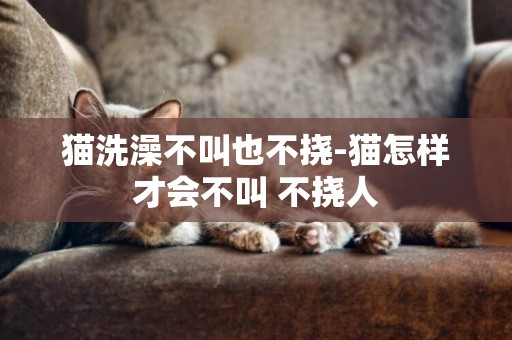 貓洗澡不叫也不撓-貓怎樣才會不叫 不撓人