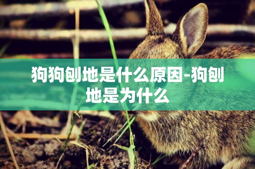 狗狗刨地是什么原因-狗刨地是為什么