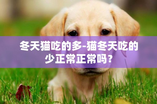 冬天貓吃的多-貓冬天吃的少正常正常嗎？