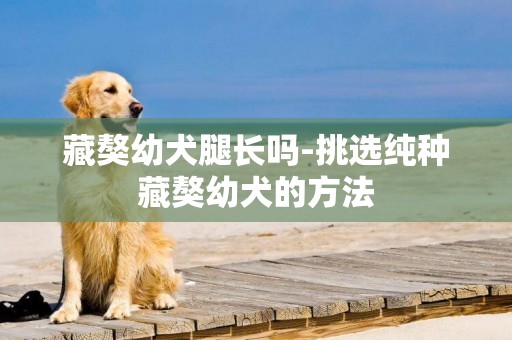 藏獒幼犬腿長嗎-挑選純種藏獒幼犬的方法
