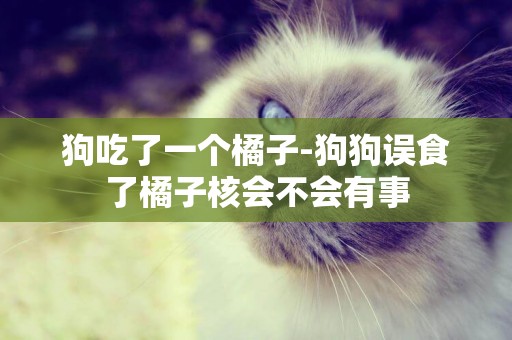 狗吃了一個橘子-狗狗誤食了橘子核會不會有事