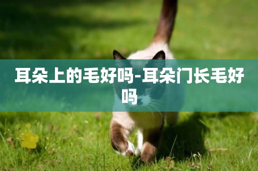 耳朵上的毛好嗎-耳朵門長毛好嗎