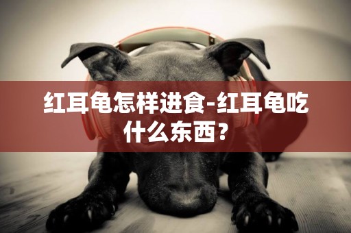 紅耳龜怎樣進食-紅耳龜吃什么東西？