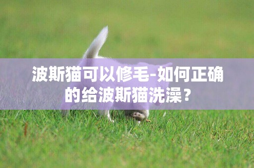 波斯貓可以修毛-如何正確的給波斯貓洗澡？