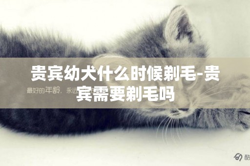貴賓幼犬什么時候剃毛-貴賓需要剃毛嗎
