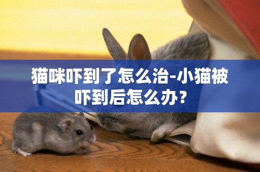 貓咪嚇到了怎么治-小貓被嚇到后怎么辦？