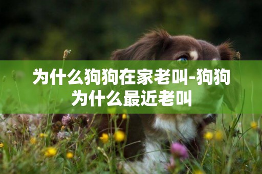 為什么狗狗在家老叫-狗狗為什么最近老叫