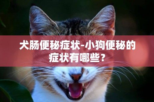 犬腸便秘癥狀-小狗便秘的癥狀有哪些？