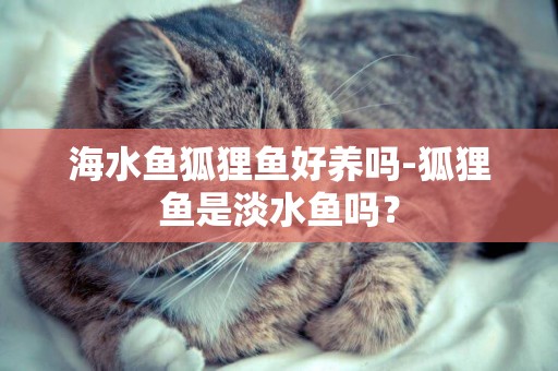 海水魚狐貍魚好養嗎-狐貍魚是淡水魚嗎？