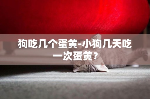 狗吃幾個蛋黃-小狗幾天吃一次蛋黃？