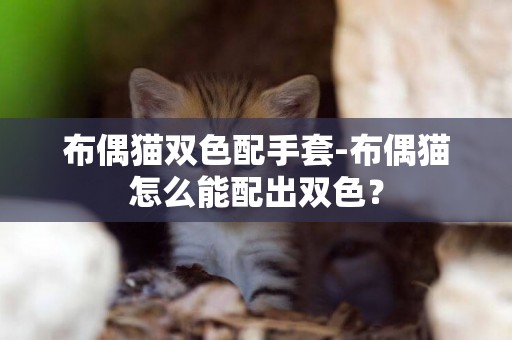 布偶貓雙色配手套-布偶貓怎么能配出雙色？
