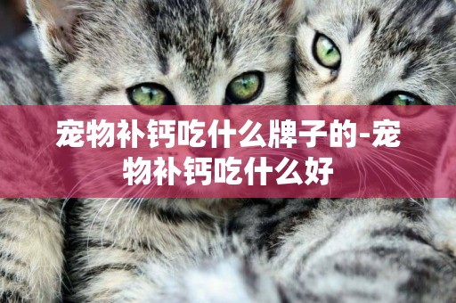 寵物補鈣吃什么牌子的-寵物補鈣吃什么好