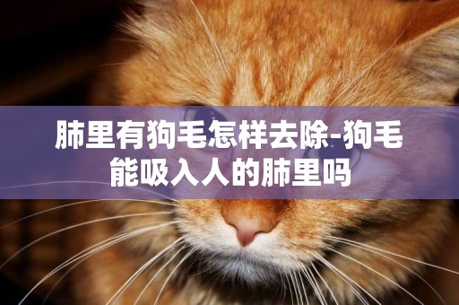 肺里有狗毛怎樣去除-狗毛能吸入人的肺里嗎