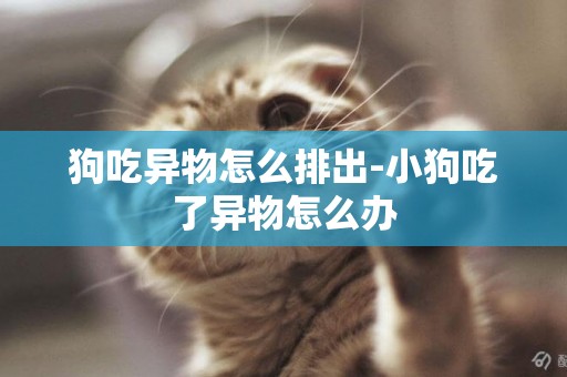 狗吃異物怎么排出-小狗吃了異物怎么辦