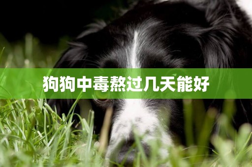 狗狗中毒熬過幾天能好