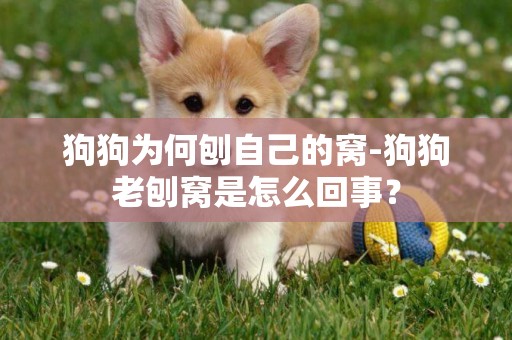 狗狗為何刨自己的窩-狗狗老刨窩是怎么回事？